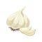 Garlic vector.Garlic illustration