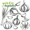 Garlic vegetable set hand drawn vector illustration realistic sketch