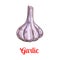 Garlic vegetable sketch for spice and food design