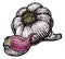 Garlic Vegetable Vintage Woodcut Illustration