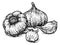 Garlic Vegetable Vintage Woodcut Illustration