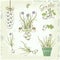 Garlic vegetables, herb, plant,
