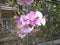 Garlic vine flower or Mansoa alliacea violet closeups