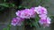 Garlic vine, pink-purple flowers in full bloom, Grow it on the wall to decorate a colorful fence