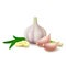 Garlic on white background