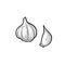 Garlic whole head and clove. Vector black vintage engraving