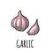 Garlic whole head and clove. Vector black vintage engraving