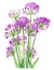 Garlic or wild onion flowers over white background. Generative AI illustration in watercolor style
