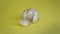 Garlic on a yellow background, a clove of garlic, a vegetable