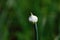 Garlic young flower bud on green background