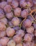 Garnacha Grapes