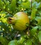 Garnet garden. Green garnet fruit. Garnet on the tree. branch wi