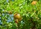 Garnet. Pomegranate on the tree branch in the sunny day