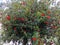 Garnet tree
