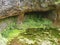 GaroÃ© Tree sacred place with holes, El Hierro, Canary Islands, Spain