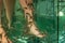 Garra rufa pedicure fish in an aquarium clean the skin of woman`s foot. Selective focus underwater