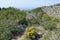 Garrigue Habitat, Akamans