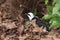 Garrulax bicolor bird in dry leaves