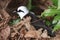 Garrulax bicolor bird in dry leaves