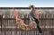 Garrulus glandarius, Eurasian Jay eating shell peanuts