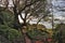 Garry Oak and Arbutus Trees on Southern Vancouver Island, Fort Rodd Hill National Historic Site, British Columbia, Canada