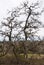 Garry Oak branches