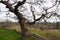 Garry Oak branches