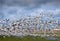Garry Point Flock of Snowgeese
