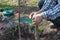 Garter fruit tree seedlings to support