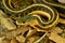 Garter Snake