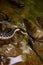 Garter Snake