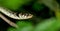A garter snake