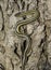 Garter Snake