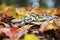 garter snake basking on a leaf-covered ground