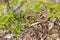 Garter Snake in Brush