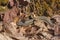 Garter Snake Hiding in the Leaves