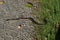 A garter snake moving