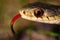 Garter snake orange eye