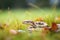 garter snake poised on a leaf in a grassy area