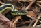 Garter Snake Profile