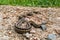 A garter snake rests on a gravel surface.