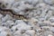 A garter snake slithers across a footpath