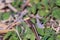 A Garter Snake slithers through the grass on a warm and sunny day.