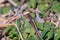 A Garter Snake slithers through the grass on a warm and sunny day.