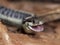 Garter Snake smiling