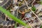 Garter Snake (Thamnophis sirtalis)