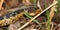 Garter Snake (Thamnophis sirtalis)