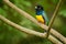 Gartered trogon - Trogon caligatus also northern violaceous trogon, yellow and dark blue, green passerine bird,  in forests Mexico