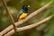 Gartered trogon - Trogon caligatus also northern violaceous trogon, yellow and dark blue, green passerine bird,  in forests Mexico