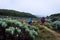 Garut, Indonesia - August 12, 2018 : A group of young people are enjoying and hiking Papandayan Mountain. Papandayan Mountain is